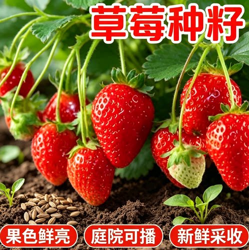 四季草莓种子红果多年生奶油草莓苗适合新手小白春秋播种