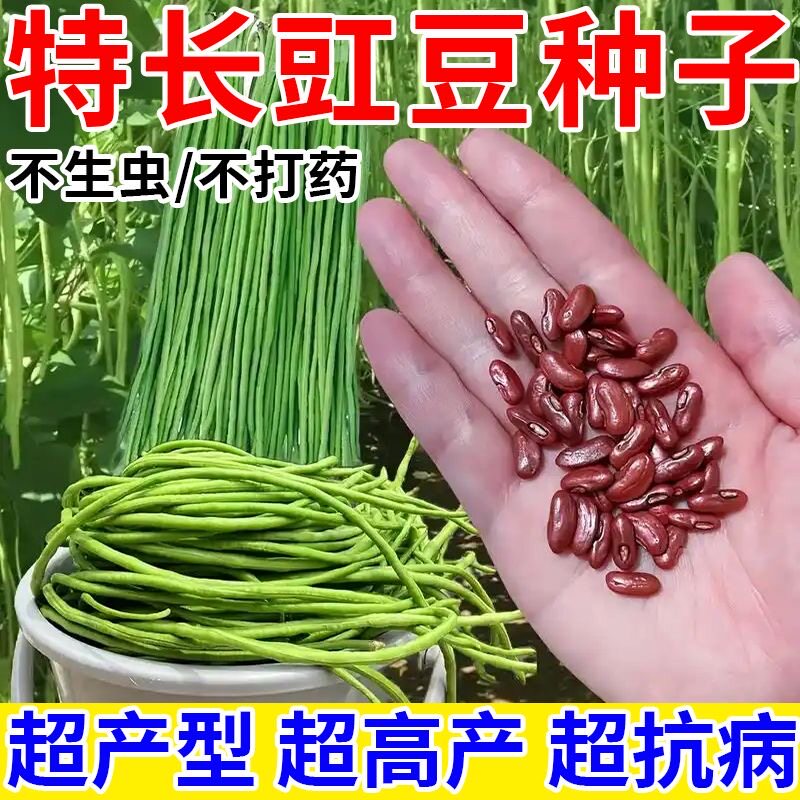 特长豆角种子长款豇豆角长豇豆压趴架豆角籽春季庭院农家蔬菜种子
