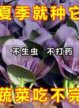 紫罗兰油菜种籽紫色小青菜紫玲阳台盆栽菜园地种植农家蔬菜种子