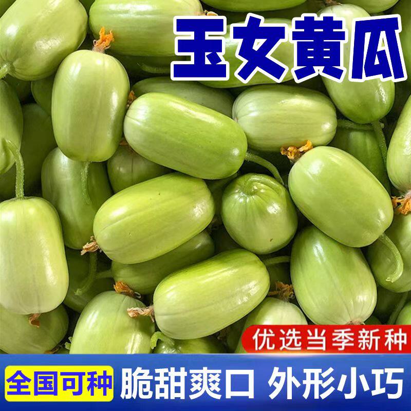玉女黄瓜种子四季播种阳台盆栽蔬菜种子脆甜迷你小黄瓜种籽