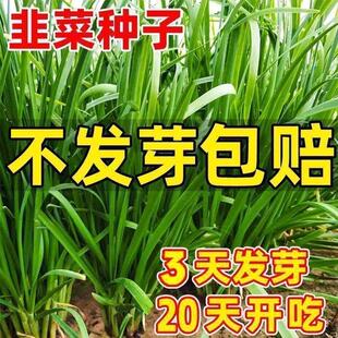 四季高产韭菜籽庭院阳台盆栽耐寒大叶紫根红根宽叶大叶耐热耐寒