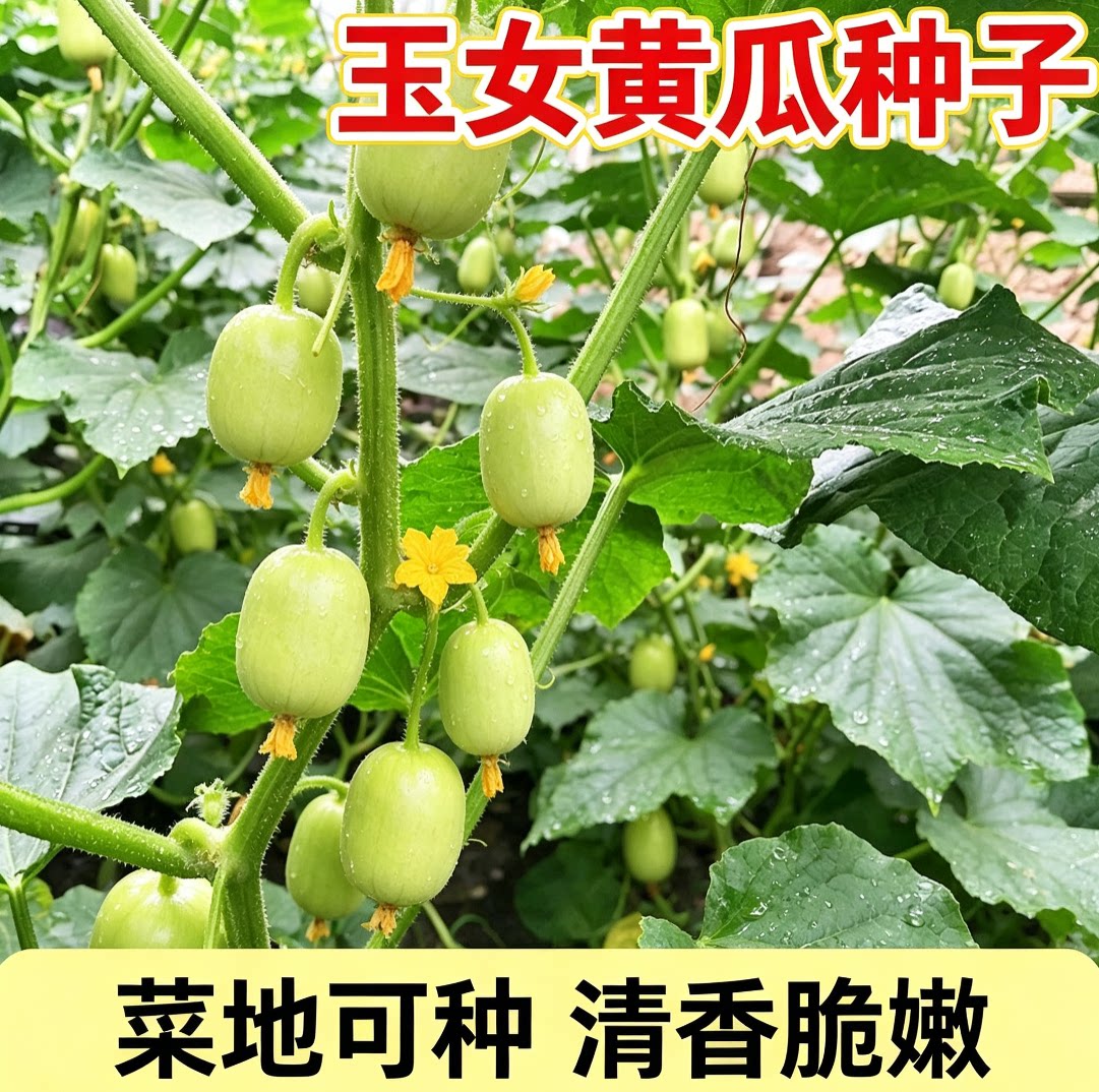 迷你玉女黄瓜种子光滑无刺生吃脆甜水果黄瓜节节有瓜春秋种植蔬菜