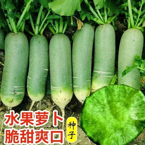 冰糖水果萝卜种子生吃脆甜农家蔬菜种四季播种阳台盆栽绿萝卜种籽