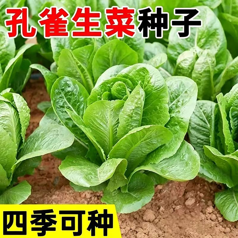 孔雀菜不生虫不打药生吃脆甜高营养直立生菜四季播生菜沙拉菜
