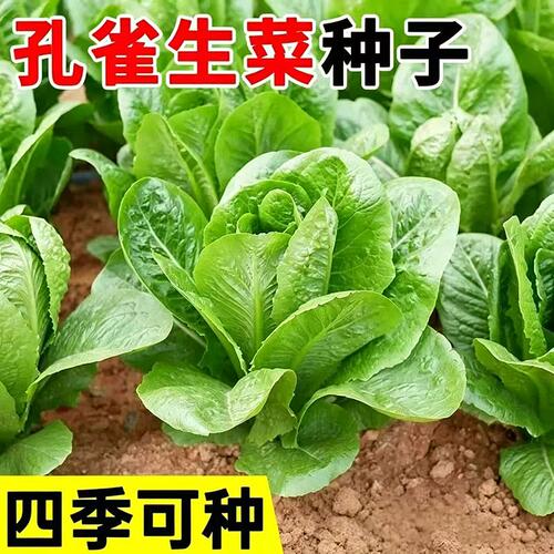 孔雀菜不生虫不打药生吃脆甜高营养直立生菜四季播生菜沙拉菜