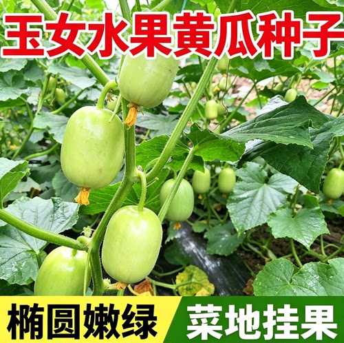 玉女黄瓜种子四季播种阳台盆栽蔬菜种子脆甜迷你小黄瓜种籽