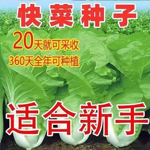 19天速生快菜四季奶油小白菜鲜嫩阳台小院高产耐热耐寒抗病蔬菜茽