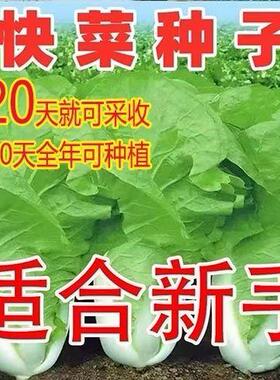 19天速生快菜四季奶油小白菜鲜嫩阳台小院高产耐热耐寒抗病蔬菜茽