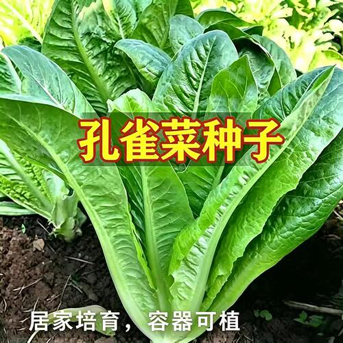 孔雀菜种籽 脆嫩罗马生菜菜籽 农家露地菜园 家庭阳台盆栽青菜籽