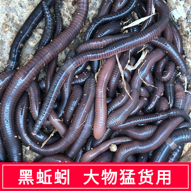 黑蚯蚓活饵大蚯蚓宠物饲料青活蚯蚓串钩活体诱饵窝料钓鱼饵黄鳝笼