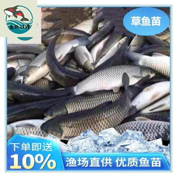 四川优质大草鱼苗7-10厘米鲩鱼青鱼四大家鱼淡水饲料活体鱼包邮