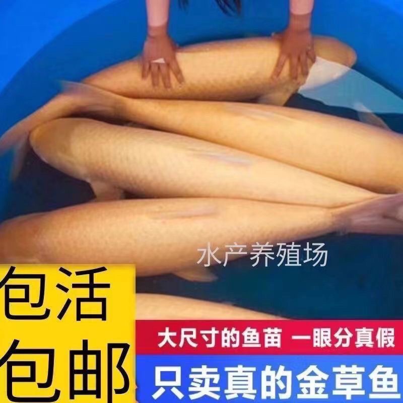 金丝草鱼苗·俄罗斯淡水食用观赏