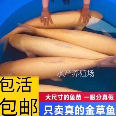 【正品保证】超大20厘米金丝草鱼苗俄罗斯金皖鱼苗淡水食用鱼包邮
