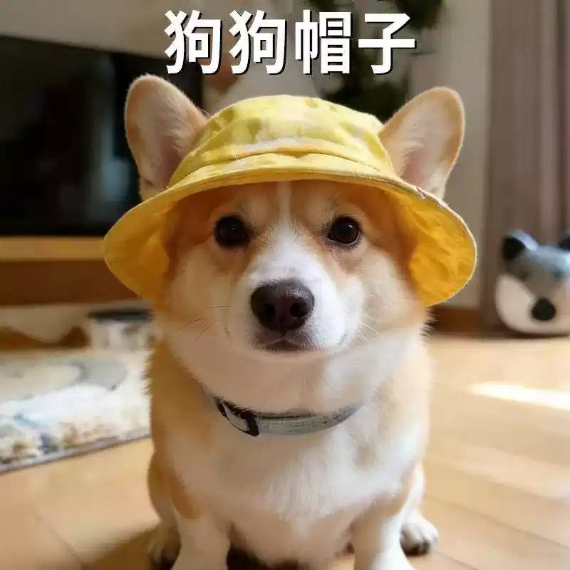 柯基帽子露耳朵新款渔夫遮阳专用狗狗夏季防晒遮阳头饰配饰宠物