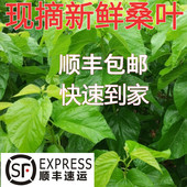 现摘新鲜桑叶活蚕饲料大小蚕食用喂蚕鲜嫩桑树叶顺丰 包邮