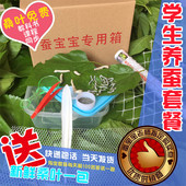 包邮 春蚕蚕仔蚕卵金丝蚕七彩蚕学生养蚕蚕宝宝活体套装 送新鲜桑叶
