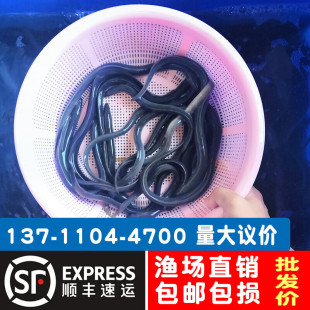 鳗鱼苗淡水养殖白鳝鱼苗 白鳗苗 河鳗苗花鳝苗可混养家鱼