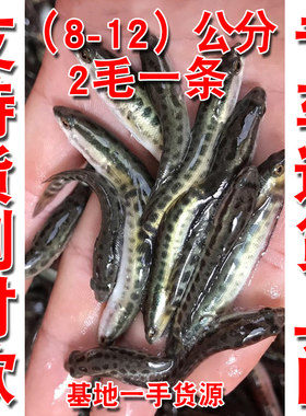 杂交黑鱼苗包邮淡水活体黑鱼养殖15公分圆桶养殖杂交小黄骨鱼苗