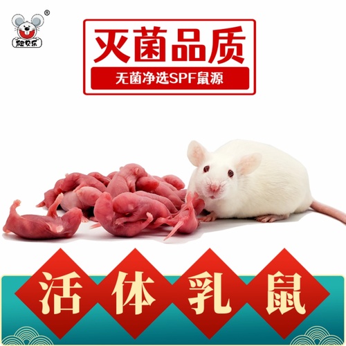 活体乳鼠红粉皮白霜无菌喂角蛙饲料爬虫猫粮小白鼠爬宠包邮蜥蜴龟