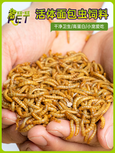 鲜活面包虫饲料养殖活虫鸟食大麦虫干守宫蜥蜴食物蜜袋鼯仓鼠粮食