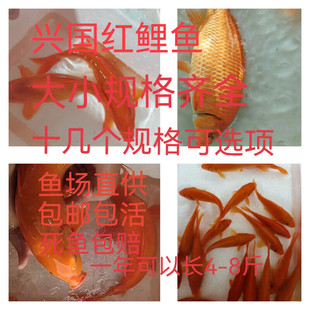 红鲤鱼苗淡水鱼塘养殖食用活体兴国红鲤鱼苗包活免邮生长速度超快
