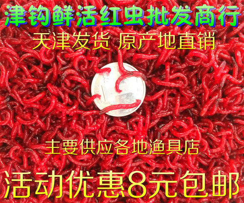 天津特大号公红虫鲜活红虫 红虫活饵 活体母红虫拉饵小公鲫鱼饵