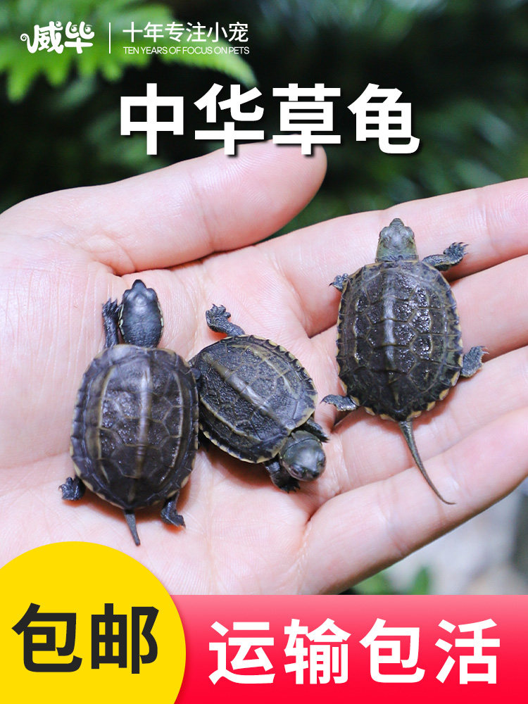 中华草龟活体小乌龟活物外塘长寿龟宠物观赏龟水金线龟墨龟草龟苗