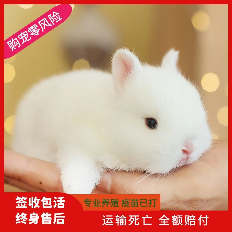 兔子活物凤眼侏儒兔茶杯兔长不大宠物兔垂耳兔猫猫兔迷你兔子活体_虎窝淘