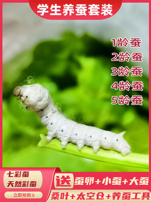 蚕宝宝学生养蚕套装活体蚕卵饲养盒大蚕12345龄新鲜桑叶彩蚕七彩