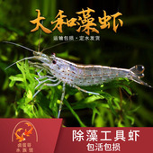 抱卵虾 台湾大和藻虾大号尺寸工具虾观赏 除藻大河藻虾工具虾 包邮