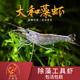 抱卵虾 台湾大和藻虾大号尺寸工具虾观赏 除藻大河藻虾工具虾 包邮