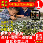 蚕宝宝活体春蚕儿童学生养蚕套装 蚕卵幼虫1龄234送工具嫩桑叶鹅毛