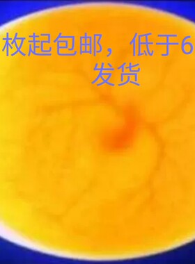 鸽子种蛋可孵化受精蛋各种颜色肉鸽蛋39元6枚包邮