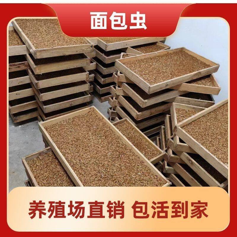 山东面包虫活体饲料爬虫鸣虫食物钓鱼喂宠物养殖场直销包活到家