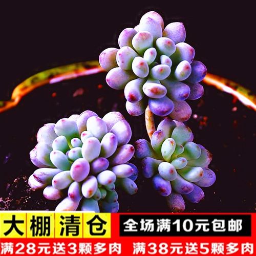 多肉蓝豆多少钱 多肉蓝豆价格 小麦优选 多肉蓝豆多少钱 多肉蓝豆价格 小麦优选