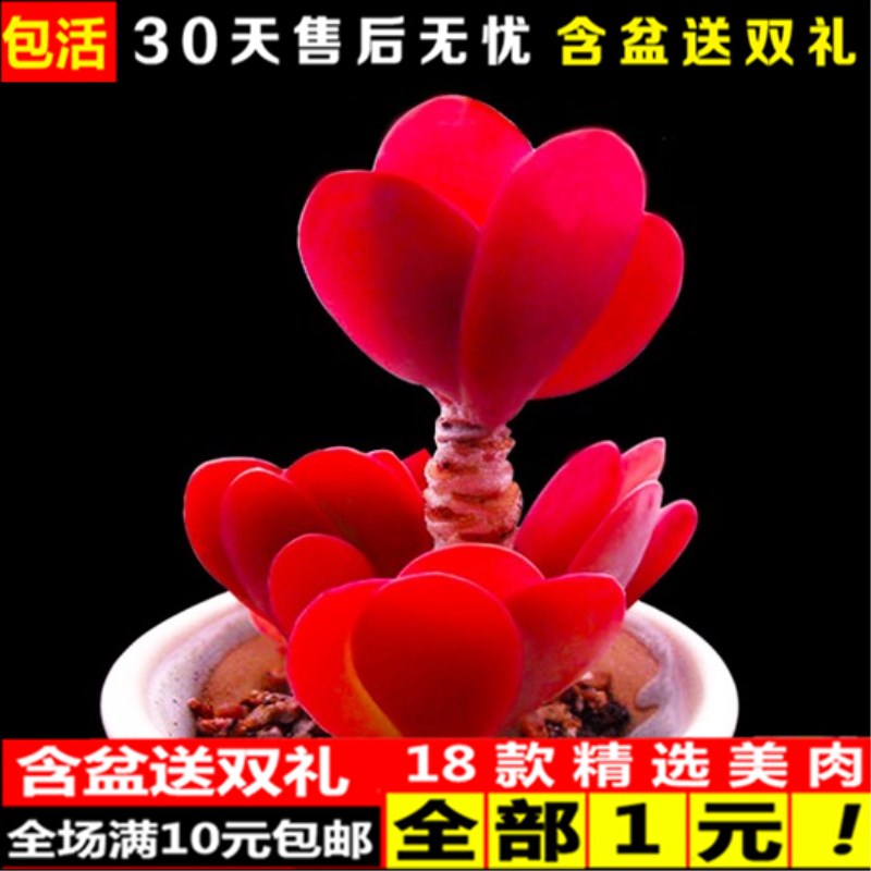 花卉單方療疾薈萃