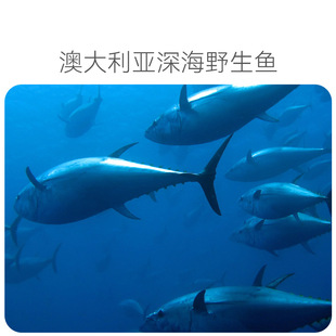 海洋的问候深海鱼油猫咪小狗狗通用软胶囊磷脂油胶囊宠物美毛