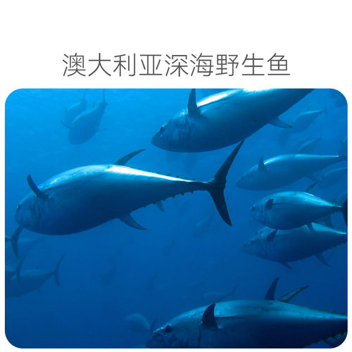 海洋的问候深海鱼油猫咪小狗狗通用软胶囊磷脂油胶囊宠物美毛