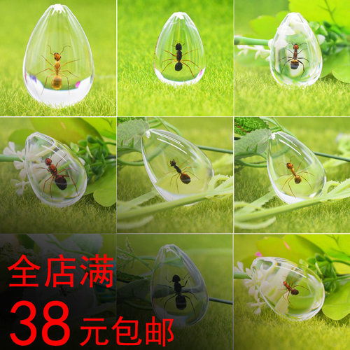 加大水滴形透明树脂琥珀蚂蚁标本