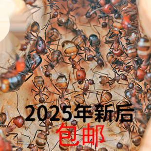 尼科巴弓背蚁 包邮 2025年新后 生日礼物 活体宠物蚂蚁 施王蚁馆