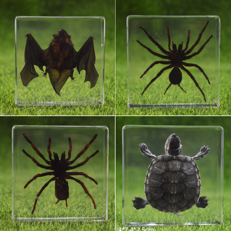 正方形亚克力乌龟蜘蛛蝙蝠标本
