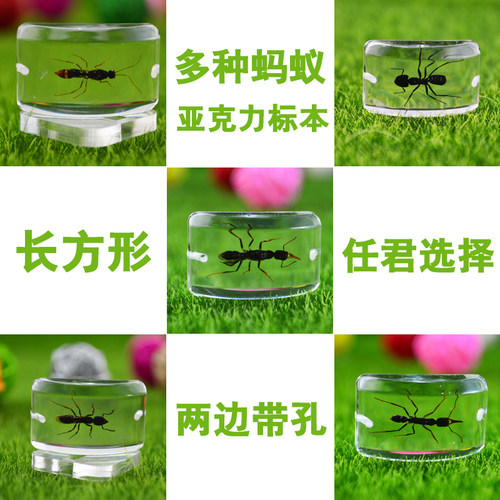 施王蚁馆 宠物蚂蚁高清亚克力标本活体蚂蚁标本 科普教材 长方形