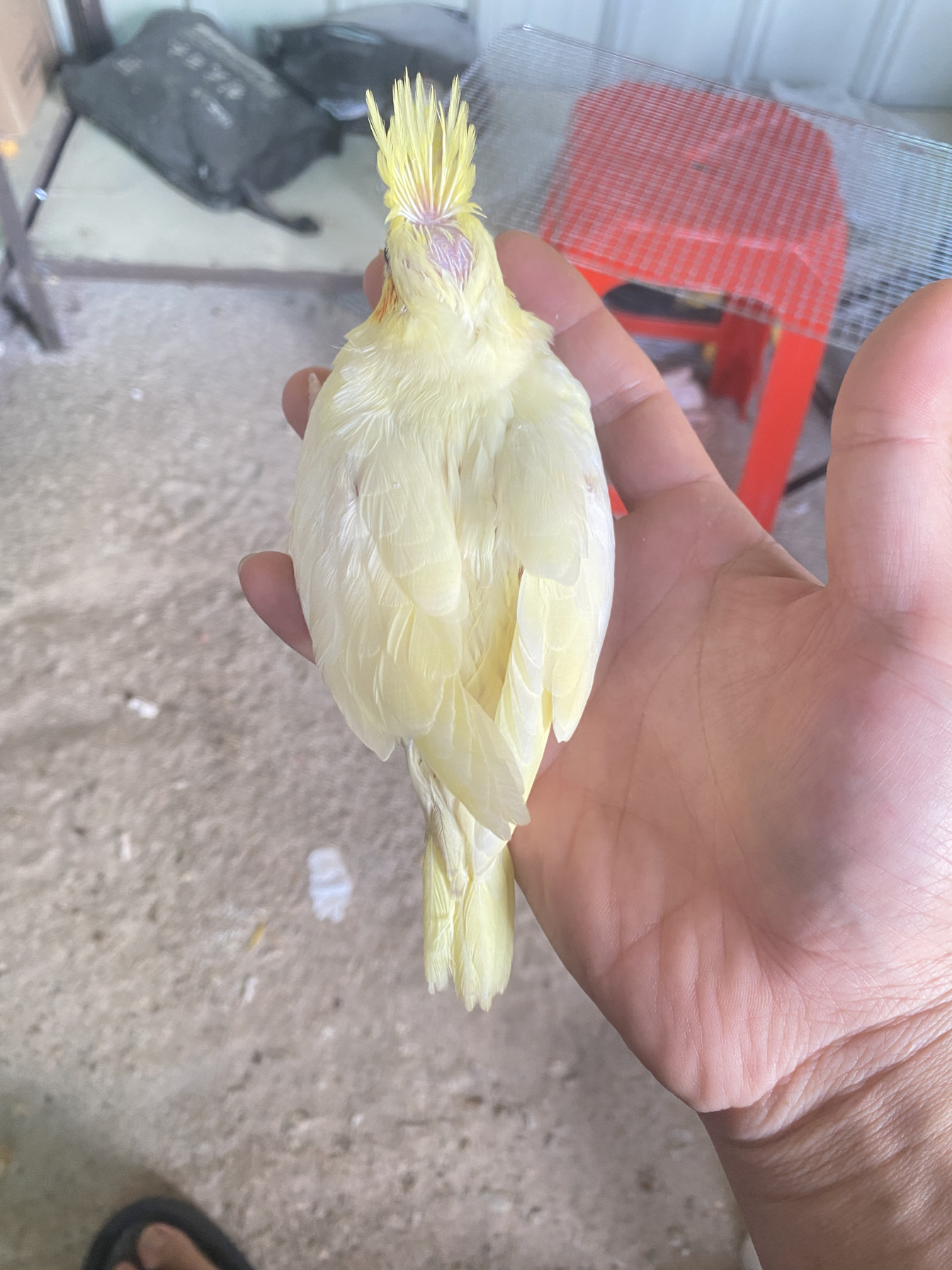 纯手养特色玄凤鹦鹉亲人半毛红脸派特红脸百帕红脸高帕半毛雏鸟