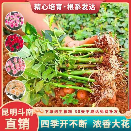 云南20棵玫瑰小苗花苗浓香型月季花苗四季开花庭院绿植扦插花苗