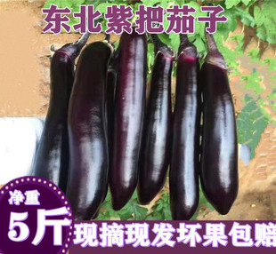 包邮 东北农家自种紫茄子现摘现发新鲜蔬菜紫把茄子紫裤 酱茄子5斤