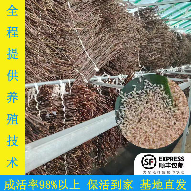 金蝉幼苗金蝉子知了猴鲜苗蝉蚁幼虫养殖爬叉种卵鲜活卵金蝉幼虫苗
