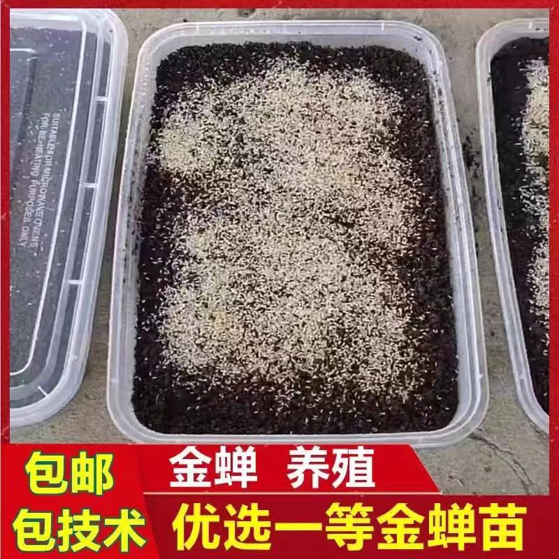 密豪金蟬幼苗超值優惠