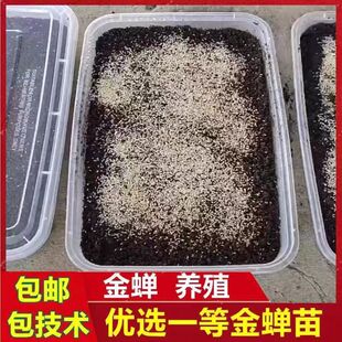 金蝉幼苗知了猴种卵幼虫金蝉种卵爬叉苗金蝉养殖活体蝉蚁孵化好蝉