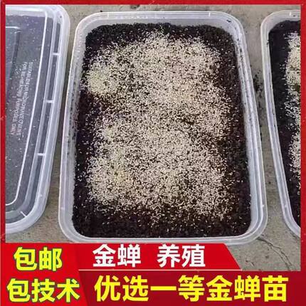 金蝉幼苗知了猴种卵幼虫金蝉种卵爬叉苗金蝉养殖活体蝉蚁孵化好蝉