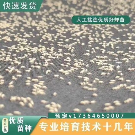金蝉知了猴幼苗爬叉种蝉蚁蝉虫蝉种蝉幼虫子苗蝉苗只发当天新鲜苗